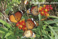 Butterflies fly, fireflies light