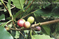 Fair Trade – What Taiwan Can Learn from Rwanda (Part 2) 