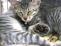 �x�����@���p�X�ʪ��O�@��|