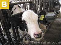 Taiwan provincial Farmer's Association Recreation Farm