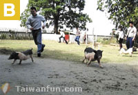Wen Shan Recreation Farm 