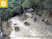 Yong Wang Mother Goat Recreation Farm 
