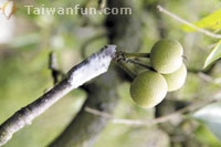 ���i���v�j�Y�D�����w�w�F�ժ��Ȯa�ǩ_