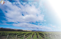 New Zealand Sauvignon Blancs for the summer