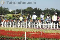 Beauty abounds across Xinshe's dazzling Sea of Flowers
