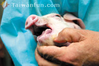 An all-new, healthy meat choice: Waipu Seaweed Pork