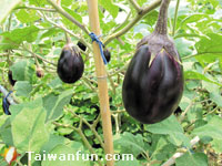 Urban farming: Taichung city residents return to the soil