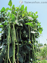 Urban farming: Taichung city residents return to the soil