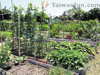 Urban farming: Taichung city residents return to the soil