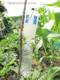 Urban farming: Taichung city residents return to the soil