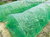 Urban farming: Taichung city residents return to the soil