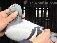 �x�W���F���\�l�ްꤺ�~�H�h