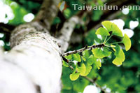 Believing in trees: The man who dedicates his life to growing trees