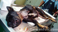 Showing some love for Taichung's "furkids"
