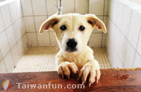 Showing some love for Taichung's "furkids"