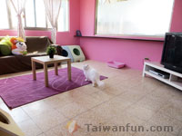 Showing some love for Taichung's "furkids"