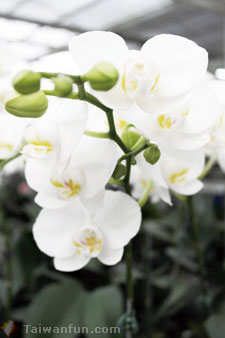 如何讓蝴蝶蘭再度盛開