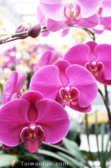 如何讓蝴蝶蘭再度盛開