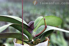 如何讓蝴蝶蘭再度盛開