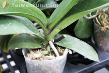 如何讓蝴蝶蘭再度盛開