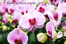 如何讓蝴蝶蘭再度盛開