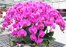 如何讓蝴蝶蘭再度盛開