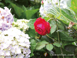 Camping out in Taichung's Guguan 